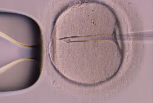 Embryo Creation for surrogacy