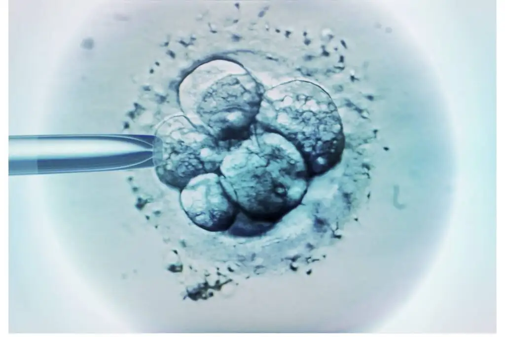 embryo transfer for surrogate