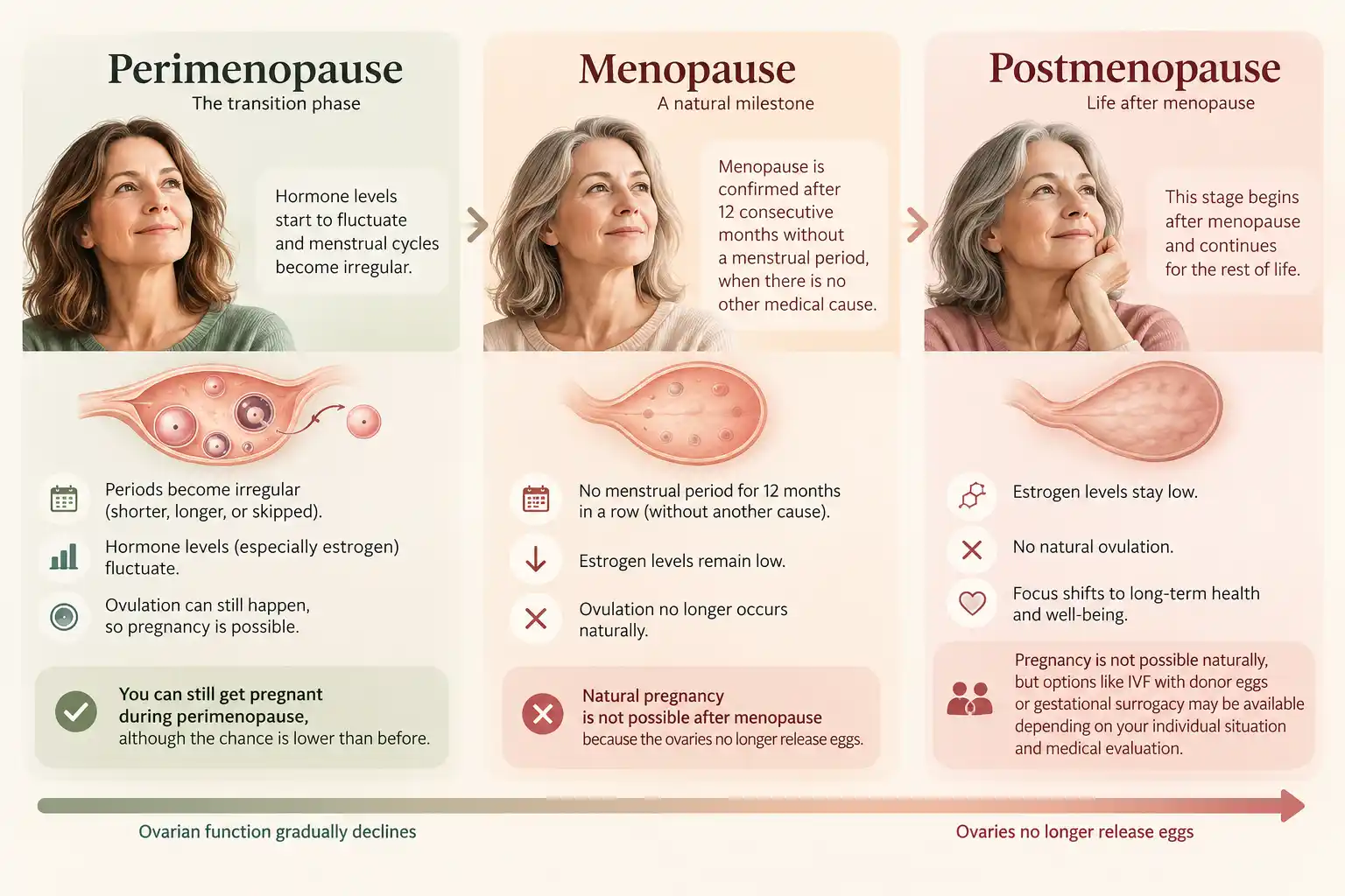 Perimenopause may still allow ovulation and pregnancy. Menopause is confirmed after 12 consecutive months without a menstrual period when no other cause explains it. After menopause, fertility treatment may be an option for some women following medical assessment.